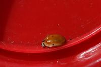 Adalia decempunctata