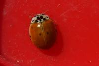 Adalia decempunctata