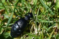 Meloe violaceus