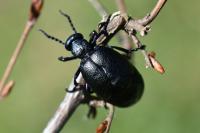 Meloe violaceus