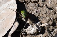 Cicindela campestris