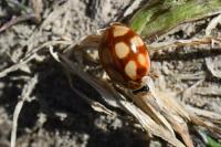 Adalia decempunctata