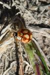 Adalia decempunctata