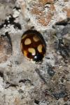 Adalia decempunctata