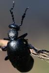 Meloe violaceus