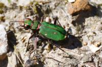 Cicindela campestris