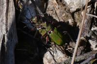Cicindela campestris