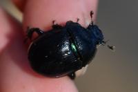 Anoplotrupes stercorosus