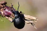Meloe violaceus