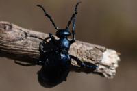 Meloe violaceus
