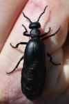 Meloe violaceus