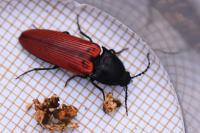 Ampedus sanguineus