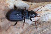 Nebria brevicollis
