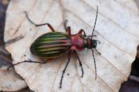 Carabus auronitens