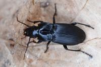 Abax parallelus