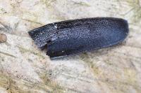 Prionus coriarius