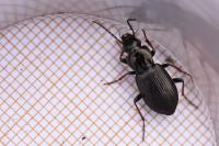 Pterostichus oblongopunctatus