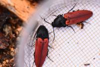 Ampedus sanguineus