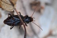 Nebria brevicollis