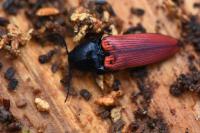 Ampedus sanguineus