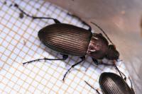 Poecilus cupreus