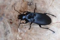 Abax parallelus