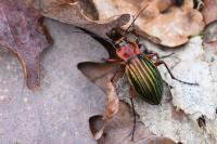 Carabus auronitens