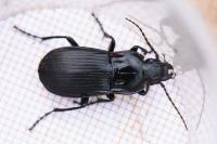 Abax parallelepipedus