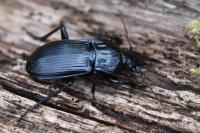 Abax parallelepipedus