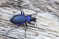 Carabus problematicus