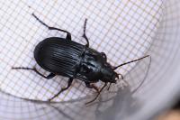 Abax ovalis