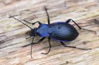 Carabus problematicus