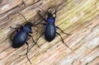 Carabus problematicus