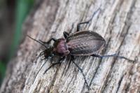 Carabus arvensis