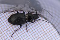 Pterostichus oblongopunctatus