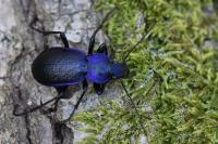 Carabus problematicus