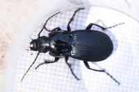 Abax parallelepipedus