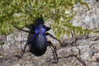 Carabus problematicus