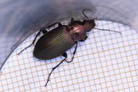Poecilus cupreus