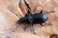 Pterostichus oblongopunctatus