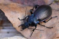Carabus nemoralis
