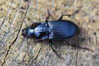 Abax parallelus