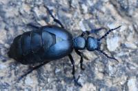 Meloe violaceus