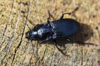 Abax parallelus