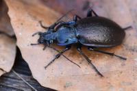Carabus nemoralis