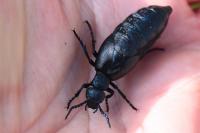 Meloe violaceus