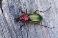 Carabus auronitens