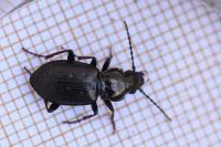 Pterostichus oblongopunctatus