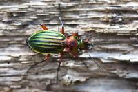Carabus auronitens