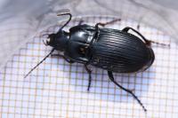 Abax ovalis